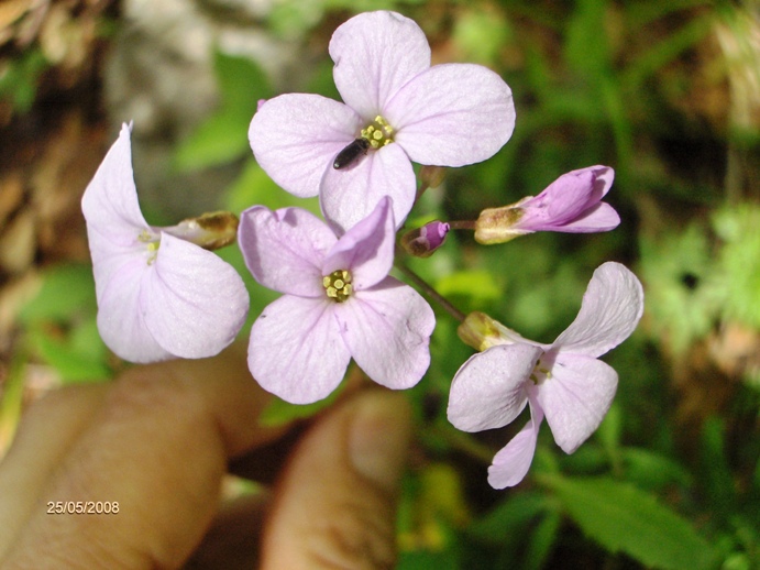 Cardamine bulbifera